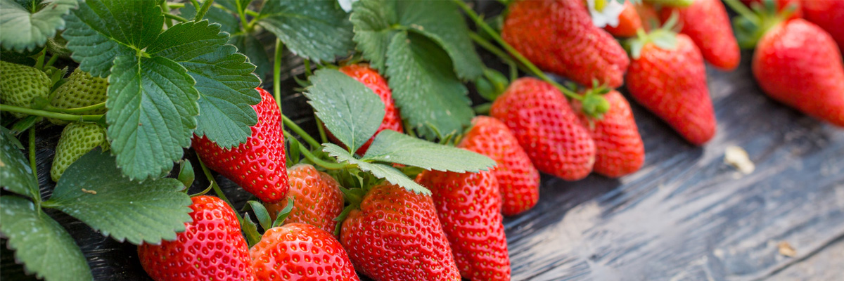 樸欣水溶肥產(chǎn)品優(yōu)勢(shì)