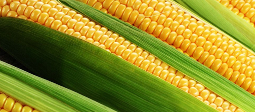 肥效相互促進(jìn)，有利于作物吸收，提高肥料的利用率