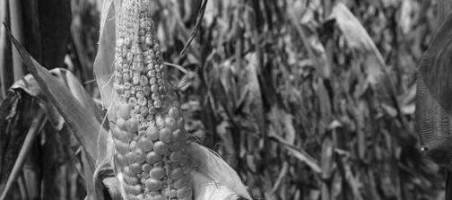 添加雜質(zhì)肥料，以次充好，超過(guò)質(zhì)量保證期失去使用效能