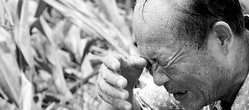 花冤枉錢(qián)起不到應(yīng)有的效果，農(nóng)作物產(chǎn)量大打折扣